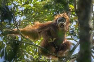 El nuevo orangután descubierto el año pasado se encuentra casi extinto