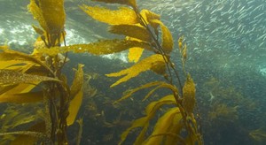 ¿Podrían los bosques de algas ayudar a mitigar la acidificación del océano?