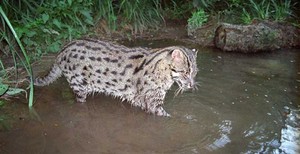 El esquivo gato pescador de Asia en peligro