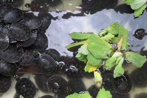 Centro de Rescate Amazónico: nueve mil pequeñas tortugas regresan a la selva del Perú