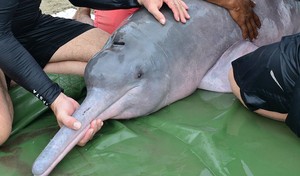 Colombia: varamientos de delfines de río reflejan los peligros que enfrenta la Orinoquía