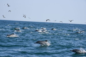 En el mar del norte, conservación marina versus actividad petrolera