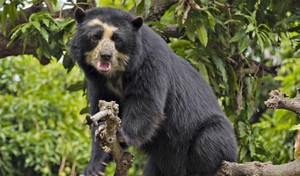 ¿Qué especies de animales tienen planes de conservación a nivel nacional y cuáles están a la espera?