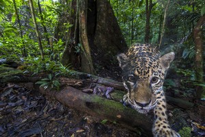 Wildlife Insights, la plataforma que ayuda a conservar la vida salvaje con fotos de 'cámaras trampa'