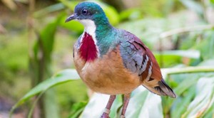 Las palomas apuñaladas de Filipinas aletean al borde de la extinción