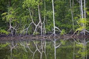 (Otra) Pandemia en la Amazonía: ¿Qué hemos hecho para mejorar la salud en “la selva”?