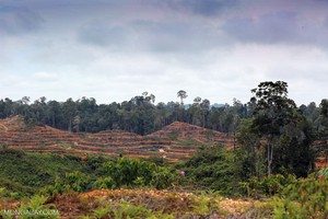 ¿Qué está provocando la deforestación? Un nuevo estudio revela factores mundiales