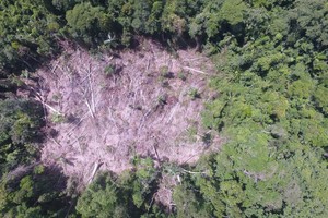 Ucayali: deforestación y violencia se instalan en el centro de investigación Bosque Macuya