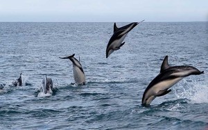 Cada año 15 mil delfines y marsopas en peligro de extinción son víctimas de la captura incidental en el Perú