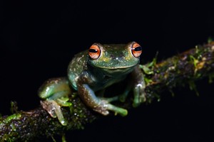 Colombia: cinco áreas protegidas pueden salvar de la extinción a muchos anfibios