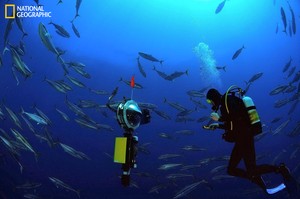 Científicos descubren un extraordinario ecosistema en las cordilleras submarinas frente a Chile y Perú