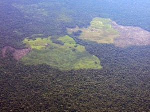 Colombia: ¿cómo se lucha contra la deforestación tras la salida de las FARC?