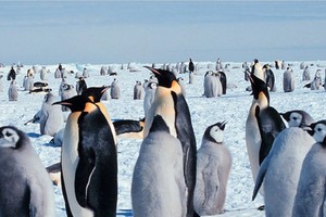 Los pingüinos emperador podrían desaparecer para el 2100