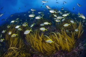 Chile hizo oficial el área marina protegida más grande del Pacífico Sudeste