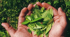 Nuestros antepasados enfrentaron retos de la naturaleza con el apoyo de la hoja de coca