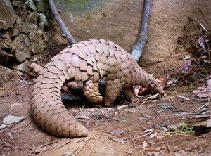 Conservacionistas aclaran panorama sobre los vínculos entre la vida silvestre y el coronavirus