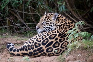 Jaguares: se eleva nivel de protección para la especie emblemática de América