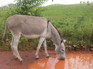 ¿Al burro o al ingeniero?