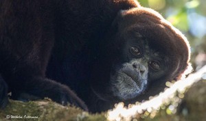 Primates: ¿Cuál es la situación de estas especies en el Perú?