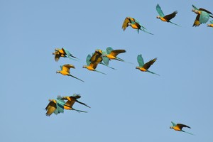 Guacamayos Barba azul: ¿puede recuperarse esta especie en peligro crítico?