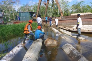 Informe revela altos índices de Ilegalidad en la extracción de madera en Loreto, Ucayali y Madre de Dios