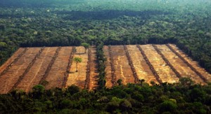 En Bolivia la caña de azúcar sabe a deforestación