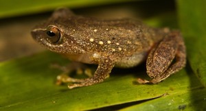 Nueva especie de rana fue descubierta en Parque Nacional Tingo María