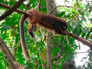 La carrera por salvar especies amenazadas en tiempos de COVID-19