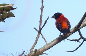 Cardenalito: belleza alada que desaparece progresivamente de cielos y bosques de Venezuela