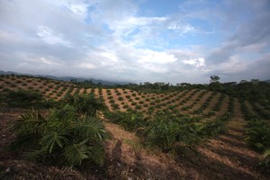 Palma africana sigue devastando los bosques en el norte de Guatemala