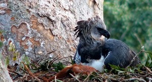 Kee Wai, Baawaja y Elpis, las águilas arpías de Refugio Amazonas