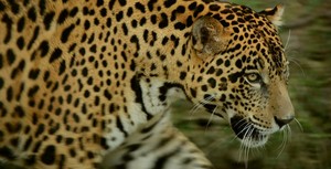 Fauna silvestre a la venta: Jaguares, las nuevas víctimas del tráfico en Bolivia