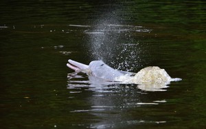 Colombia: el Putumayo es el río con menos delfines de la cuenca del Amazonas