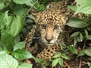 Senda Verde: un refugio para animales rescatados del tráfico de especies en Bolivia