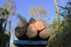 Madera sucia: Los últimos árboles de la Amazonía