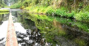 Oleoducto Norperuano: el desolador paisaje tras  derrames de petróleo en Loreto