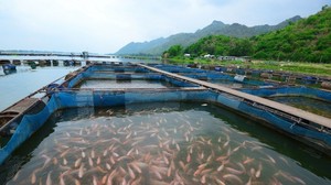 Congreso instala grupo de trabajo para promover soluciones a favor de la pesca y la acuicultura