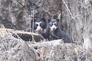 Este es el hogar del oso de anteojos en los bosques secos del Perú