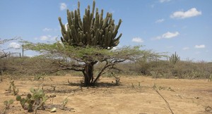 Bosques secos de Latinoamérica y el Caribe en peligro de desaparecer