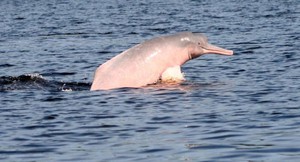 Delfines de río en peligro: víctimas de la actividad pesquera en la Amazonía peruana