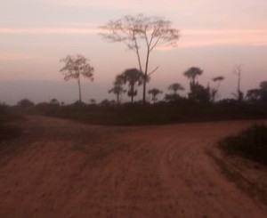 Una ruta corta para la impunidad: los caminos ilegales en la Amazonía peruana