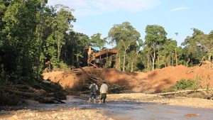 Bahuaja Sonene en peligro: biodiversidad atacada por la minería ilegal y el narcotráfico