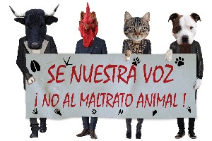 Diversos casos de maltrato animal consternan a la ciudadanía