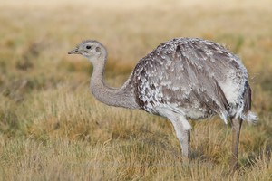 El suri está en peligro de desaparecer del Altiplano peruano