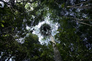 De taladores a defensores de la naturaleza: el negocio de vivir del bosque sin tumbarlo