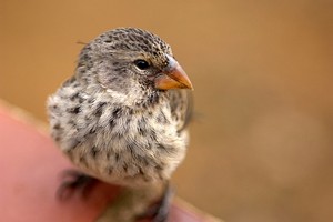 El difícil vuelo de las aves en Galápagos