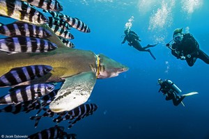 Los esfuerzos de la ciencia y tecnología para salvar los mares