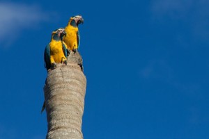 Bolivia: investigadores le siguen el rastro a la paraba barba azul