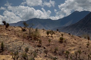 Marañón: la urgencia de proteger un bosque seco en el Perú