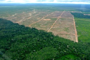 La deforestación evoluciona en Ucayali